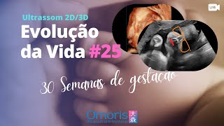 Gravidez 30 semanas  Bebê respirando dentro do útero  Evolução da Vida 25 [upl. by Annaiel]