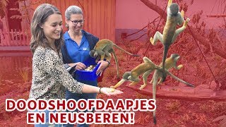 🐒 Hoe gaat het nu met de DOODSHOOFDAAPJES en NEUSBEREN 🐒 [upl. by Ellekcim]