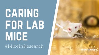 Caring for laboratory mice [upl. by Greta]