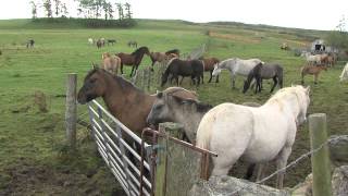 Feral ponies from welfare round up find home with Ian Stark [upl. by Cyrie]