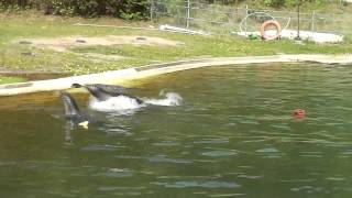 Seehunde spielen Wasserball und machen andere lustige Dinge [upl. by Buffo]