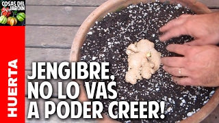 Como plantar jengibre en maceta  How to grow ginger in a container cosasdeljardin [upl. by Akinehc]