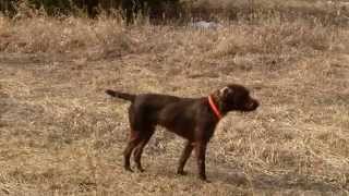 Pudelpointer Maximilian hunting chuckars and pheasants [upl. by Souvaine]