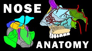 COMPLETE NOSE ANATOMY  Bones Sinuses Muscles Vascular Supply Innervation [upl. by Anne]