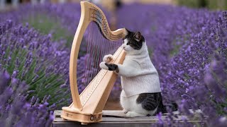 No Ads  Live Harp Melodies for Cats Soothing Sounds for Ultimate Relaxation [upl. by Ahsaten]