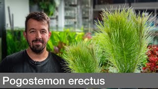 Pogostemon erectus deccanensis  Liquid Nature Pflanzenvorstellung [upl. by Stalk]