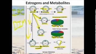 Estrogen Metabolism [upl. by Hatfield]