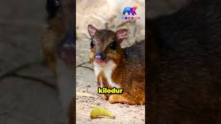 Fare Geyik Chevrotain animals [upl. by Thorner]