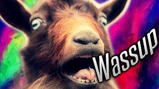 WASSUP GOAT [upl. by Dahlia]