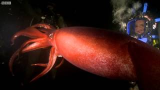 Swimming With a Humboldt Squid  Deadly 60  BBC Earth [upl. by Ardnaik]