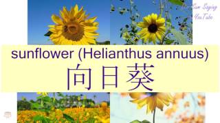 quotSUNFLOWER HELIANTHUS ANNUUSquot in Cantonese 向日葵  Flashcard [upl. by Arlina653]