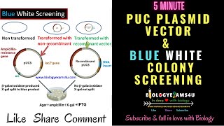 SCREENING amp SELECTING TRANSFORMED CELLS Help with in vivo cloning for Alevel Biology [upl. by Bourque304]