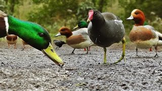 Ducks Quacking  Featuring Mallard Duck Wigeon Moorhen Rook and Mute Swan [upl. by Silletram]