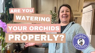 Are You Watering Your Orchids Properly [upl. by Colwen]