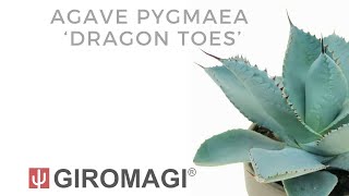 Agave pygmaea ‘Dragon Toes’ [upl. by Lyns]