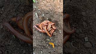 OMG 😱😱😱👉 MILLIPEDE kaki seribu snailhunter [upl. by Hedva]