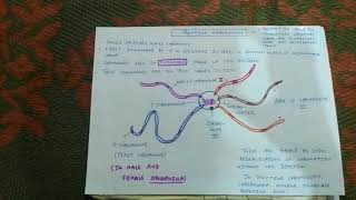 Polytene chromosome [upl. by Aleacim]