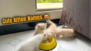 Kitten Names 😻 42 TOP amp BEST Ideas For Girls and Boys Names  funny cats  cute cats [upl. by Atikat]