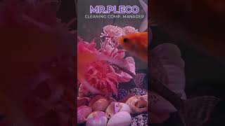 MrPLECO cleaningfish pleco aquarium fishtank fish [upl. by Dranreb698]