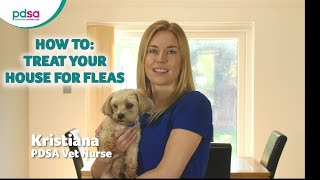 How To Treat Your House For Fleas PDSA Petwise Pet Health Hub [upl. by Nefen]