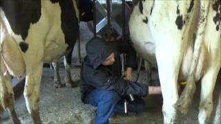 Milking Cows In The Evening [upl. by Nyvar139]