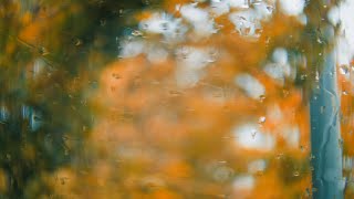 Anamorphic Autumn  BMPCC OG [upl. by Ilajna882]