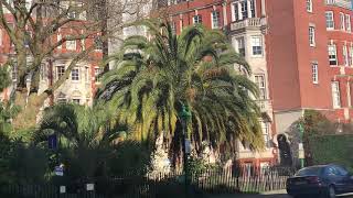 Beautiful Canary Island Date amp Pindo Palm in London [upl. by Notnirt218]