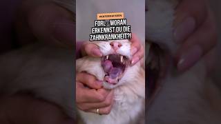 Betrifft fast jede 2 Katze 🙀 Daran erkennst du die schmerzhafte Zahnkrankheit FORL katze forl [upl. by Enenaej]