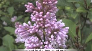 Syringa villosa late Lilac [upl. by Tisbe378]