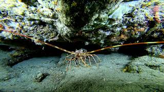 alpesmaritimes menton scubadiving ssi 4k lobster shrimp rebreather deepdive perfectdive [upl. by Erdnad]