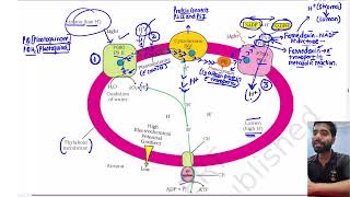 Part 9 Chemiosmotic Hypothesis  Photosynthesis in higher plants Class 11th Biology Chapter 11 [upl. by Hsakaa662]