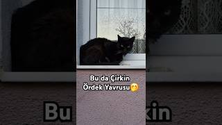 ÜÇÜZ kediler kedivideoları kediseverler cat catlover karakedi kedi kedivlog miyav pisikler [upl. by Einahpad472]