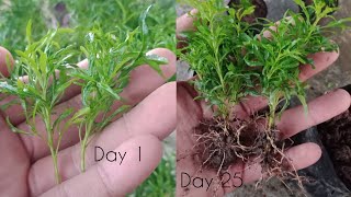 How To Grow Aralia From Cuttings  Golden Aralia Propagation [upl. by Laws]