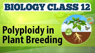 Polyploidy in Plant Breeding  Enhancement in Food Production  Biology Class 12 [upl. by Ahseila]