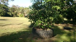 How to plant Avocado in clay soil to prevent dying root rot disease [upl. by Zeugirdor409]