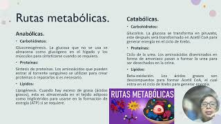 Alimentos de la dieta y rutas metabólicas [upl. by Dareen]