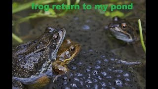 The Frogs Return To The Allotment Pond [upl. by Llehsal803]