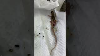 Title Baby Butterfly Lizard Hatches at The Mins – Watch It Now on YouTube [upl. by Hermes]