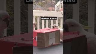 Funniest Cockatoos in the world 🌍🤣 boss bird funny short [upl. by Ahtrim906]