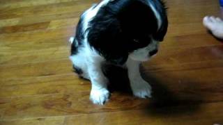 Cavalier King Charles Spaniel Training Elly [upl. by Imat]