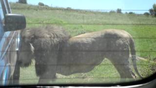 Male lion bites tire at the Rhino amp Lion Nature Reserve [upl. by Nirual]