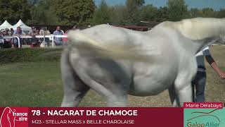 Lot 78  NACARAT DE CHAMOGE [upl. by Macmullin]