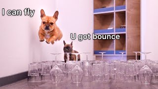 Glasses Obstacle Challenge PUPPY vs DOG [upl. by Mueller]