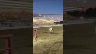 Crooked River Roundup rodeo cowboys teamroping [upl. by Ysdnyl]