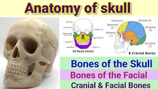 Bones of the Skullbones of the Face facial bones cranial bones [upl. by Marek]