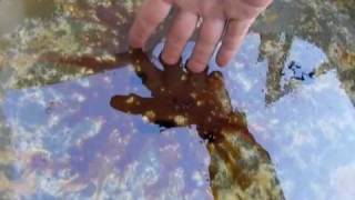 GULF OIL SPILL BPs Oil Dispersants  itopf [upl. by Mikes598]