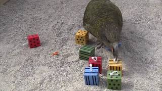 Object exploration in Kea and Crows [upl. by Alorac]