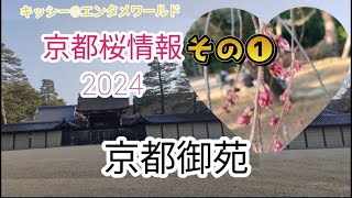 京都桜情報2024その❶京都御苑 [upl. by Auqkinahs]