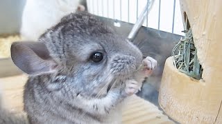 Baby Chinchillas amp Their Cute Little Hands [upl. by Nydia]