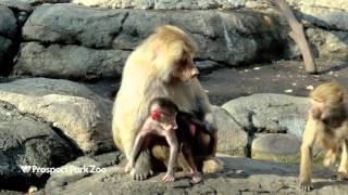 Baby Hamadryas Baboon  Prospect Park Zoo [upl. by Adnaloy750]